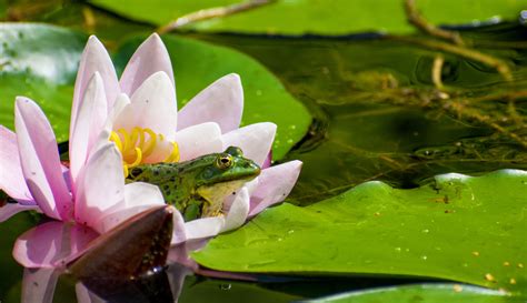 The Cultural Significance of Frogs