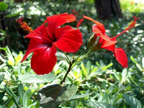 The Cultural Significance of Hibiscus in Various Countries