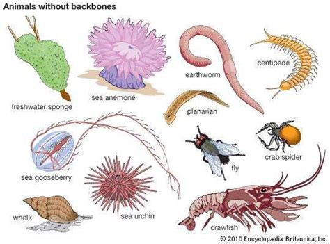 The Cultural Significance of Pale Invertebrates