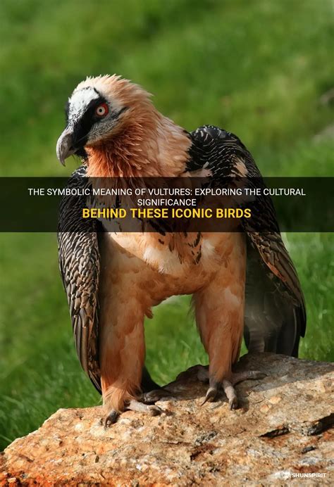 The Cultural Significance of Vultures in Symbolic Representation