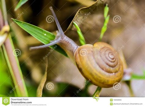 The Curious Phenomenon of Gastropod Intrusion in Nasal Dreams