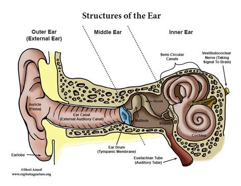 The Curious Phenomenon of Items Arising from within the Ear