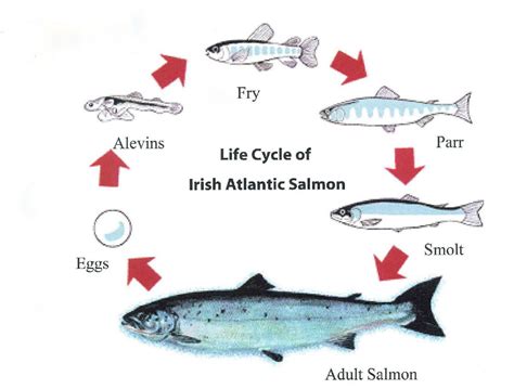 The Cycle of Life: Reproduction and Life Cycle of Aquatic Creatures