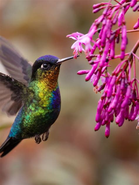 The Dance of Death: Exploring the Symbolism of an Inanimate Hummingbird in Diverse Cultures