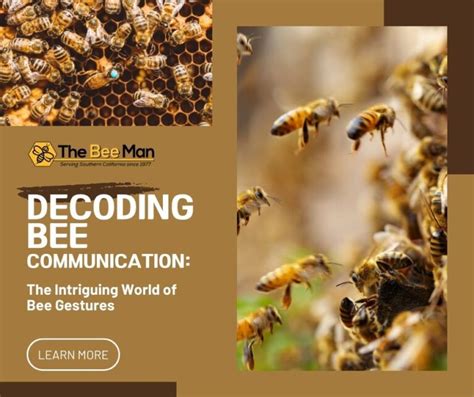 The Dance of the Bees: Decoding the Mysterious Language of Communication