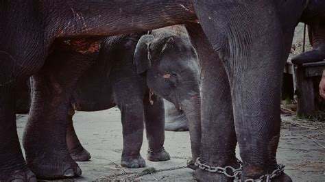 The Dark Side of Humanity: Unveiling the Shadows of Animal Mistreatment