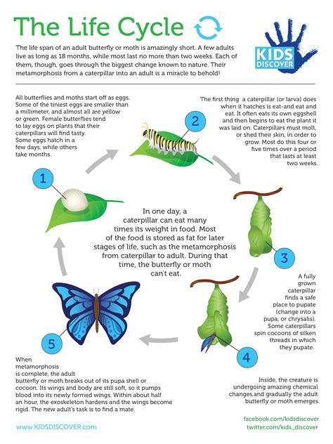 The Deceased as a Representation of Metamorphosis