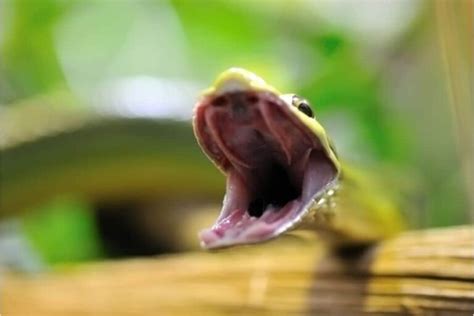 The Deep Psychological Meaning of Nurturing Snakes in Dreamworld