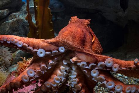 The Deeper Meanings of Octopus Feeding on Prey in Dream World