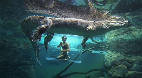 The Deeper Significance Behind Finding Yourself Encircled by Crocodiles