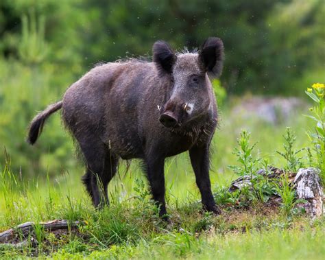 The Deeper Significance of Dreams Depicting Violent Encounters with Feral Pigs