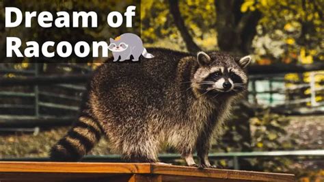 The Deeper Significances of Being Pursued By a Crafty Raccoon During Dream States