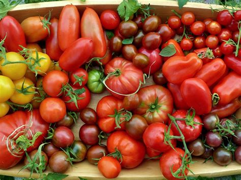 The Delight of Cultivating Homegrown Tomatoes: Cultivating Your Own Delectable Crop