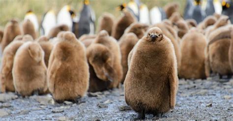 The Delightful Social Life of Tiny Penguin Chicks