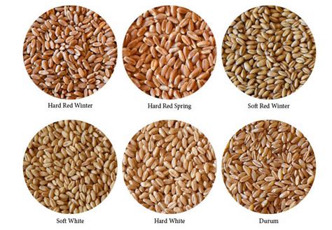 The Different Types and Varieties of Wheat