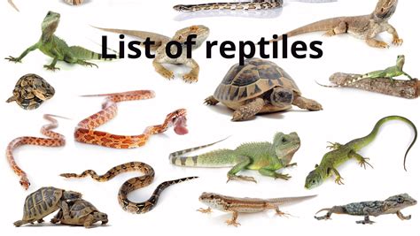 The Different Varieties of Reptiles Experienced in Dreams