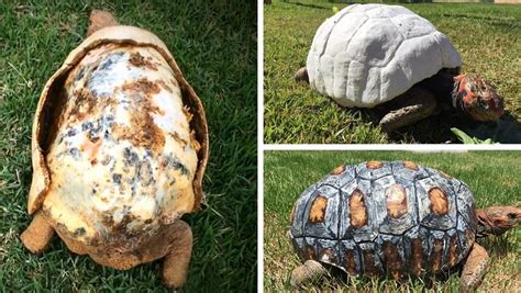 The Dilemma of a Tortoise with its Damaged Armor: An Illumination of Life's Obstacles and Struggles