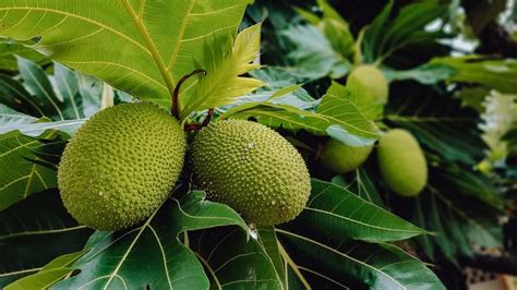 The Distinctive Texture and Flavor Profile of Breadfruit