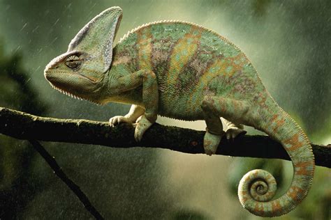 The Diverse Species of Chameleons and Their Distinctive Characteristics