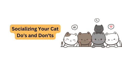 The Dos and Don'ts of Socializing Your Feline Companion with Other Pets and Humans