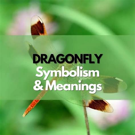 The Dragonfly as a Symbol of Transformation