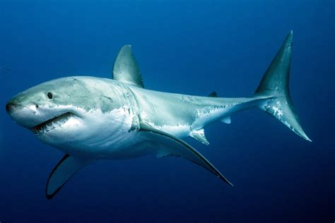 The Dread Factor: Deciphering the Symbolic Anxiety Associated with Sharks