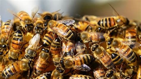 The Dreadful Horrors of a Swarm of Bees Attack