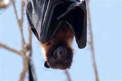 The Dual Nature of Bats: Cultural Significance in both Western and Eastern Societies