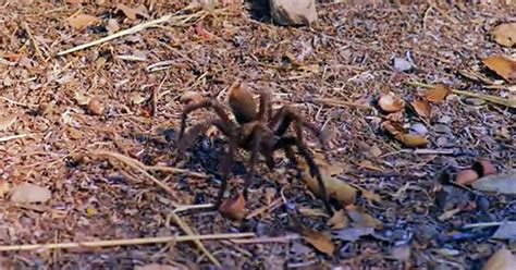 The Dual Nature of Tarantulas: Analyzing the Ambiguity of Dreams with Multiple Tarantulas