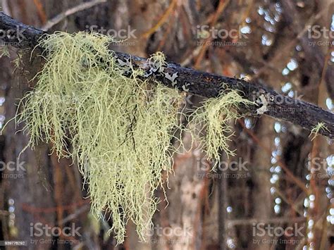 The Ecological Importance and Significance of Usnea Lichen