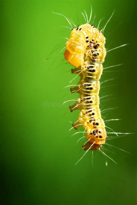 The Ecological Role of the Vibrant Larvae in its Habitat