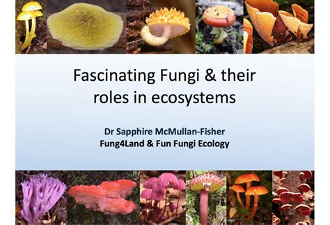 The Ecological Significance of Pale Fungi in the Natural Environment