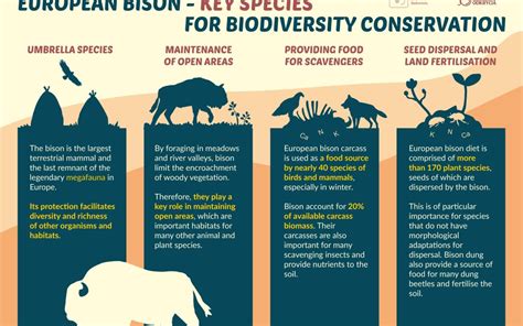 The Ecological Significance of Untamed Bison: Stewards of the Grassland Ecosystem