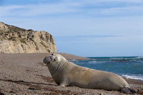 The Ecosystem of the Seal's Natural Habitat