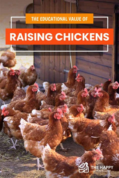 The Educational Value of Raising Chicks: Lessons in Responsibility and the Miracles of Life Cycles