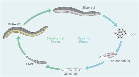 The Eel's Journey: From Freshwater to the Open Sea