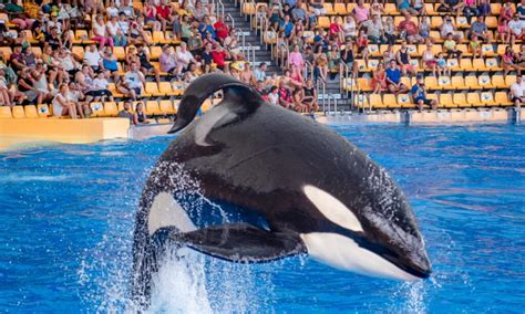 The Elegance and Strength of Orcas: Decoding Their Significance in Dream Worlds