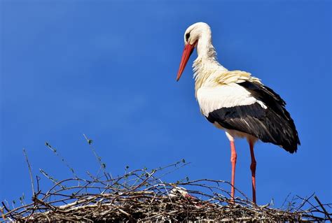 The Elegant White Stork: A Symbol of Fertility and Good Fortune