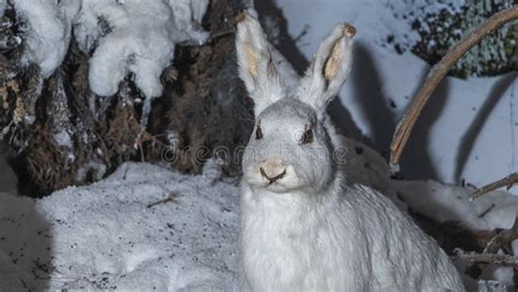 The Elevation of Frost Hare Exposed