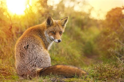 The Elusive Nature of Foxes: An Intriguing Species to Study