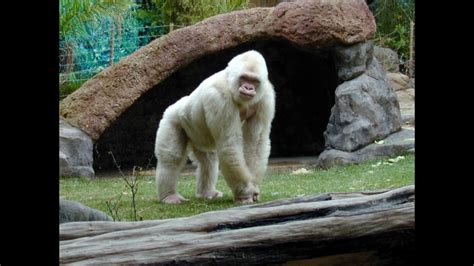 The Elusive Rare White Gorilla: Fact or Fiction?