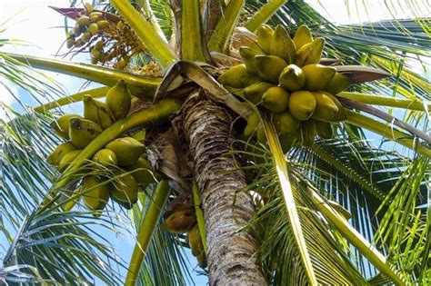 The Elusive Symbolism of the Descending Palm Fruit