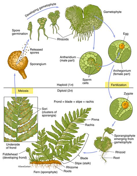 The Emergence of Fern Assard's Ascendancy