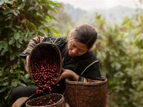 The Emergence of Sustainable Coffee: Ethics and Environmental Implications