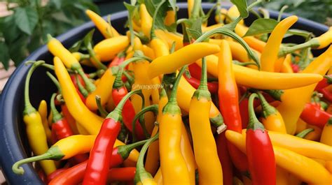 The Emerging Craze: Growing Chili Peppers in the Comfort of Your Own Home