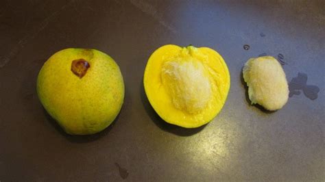 The Emotional Expedition of a Mango Embryo