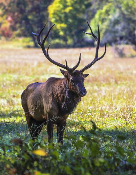 The Enchanting Beauty of Majestic Elk
