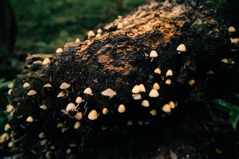 The Enchanting Beauty of Mushroom Gathering