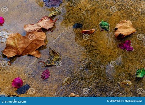 The Enchanting Beauty of Raindrops and Puddles