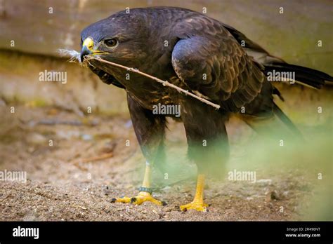 The Enchanting Fantasies of Grasping a Majestic Bird of Prey